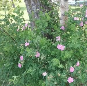 Meet your Posher, Casie